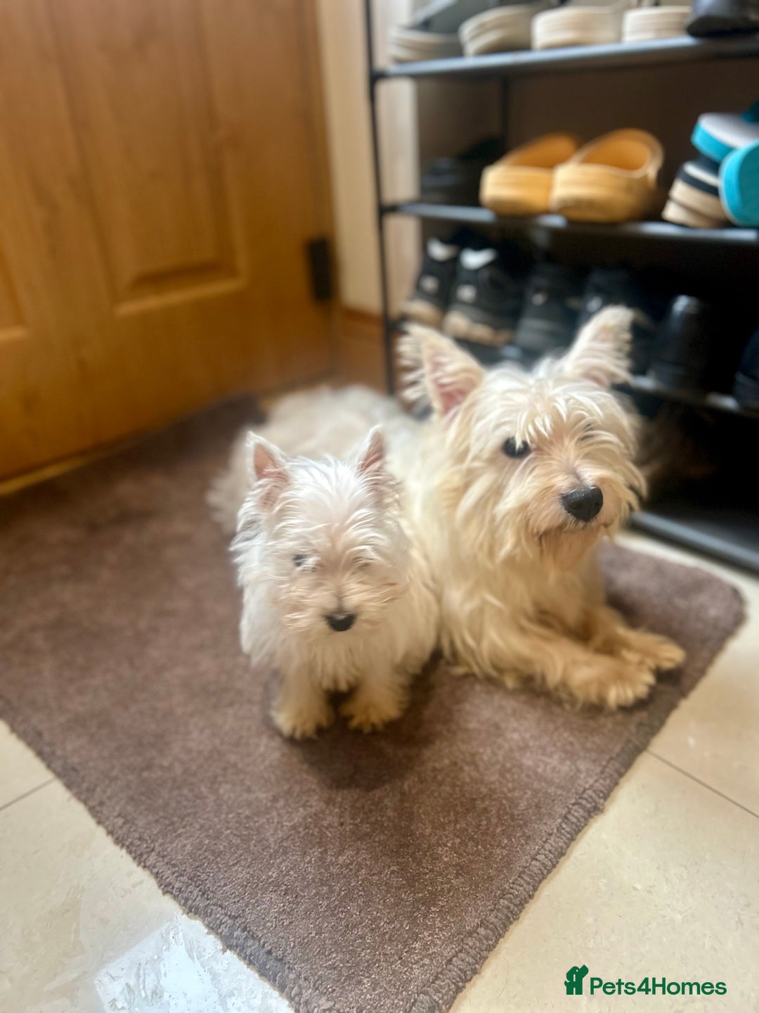 West Highland Terrier dogs for sale: 🐾💙Very Handsome Westie Boy Ready Now 💙🐾 - Advert 27
