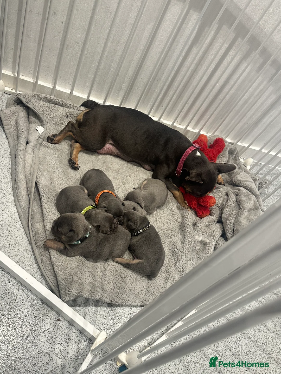 French Bulldog dogs for sale: KC registered French Bulldog Puppies - Advert 2