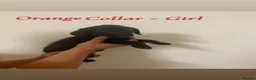 Labradoodle dogs for sale: Beautiful F1 Labradoodle Puppies for Sale🐾 - Advert 5