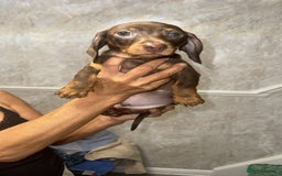 Miniature Dachshund dogs for sale: Two miniature dachshund puppys 💙💕  - Image 1