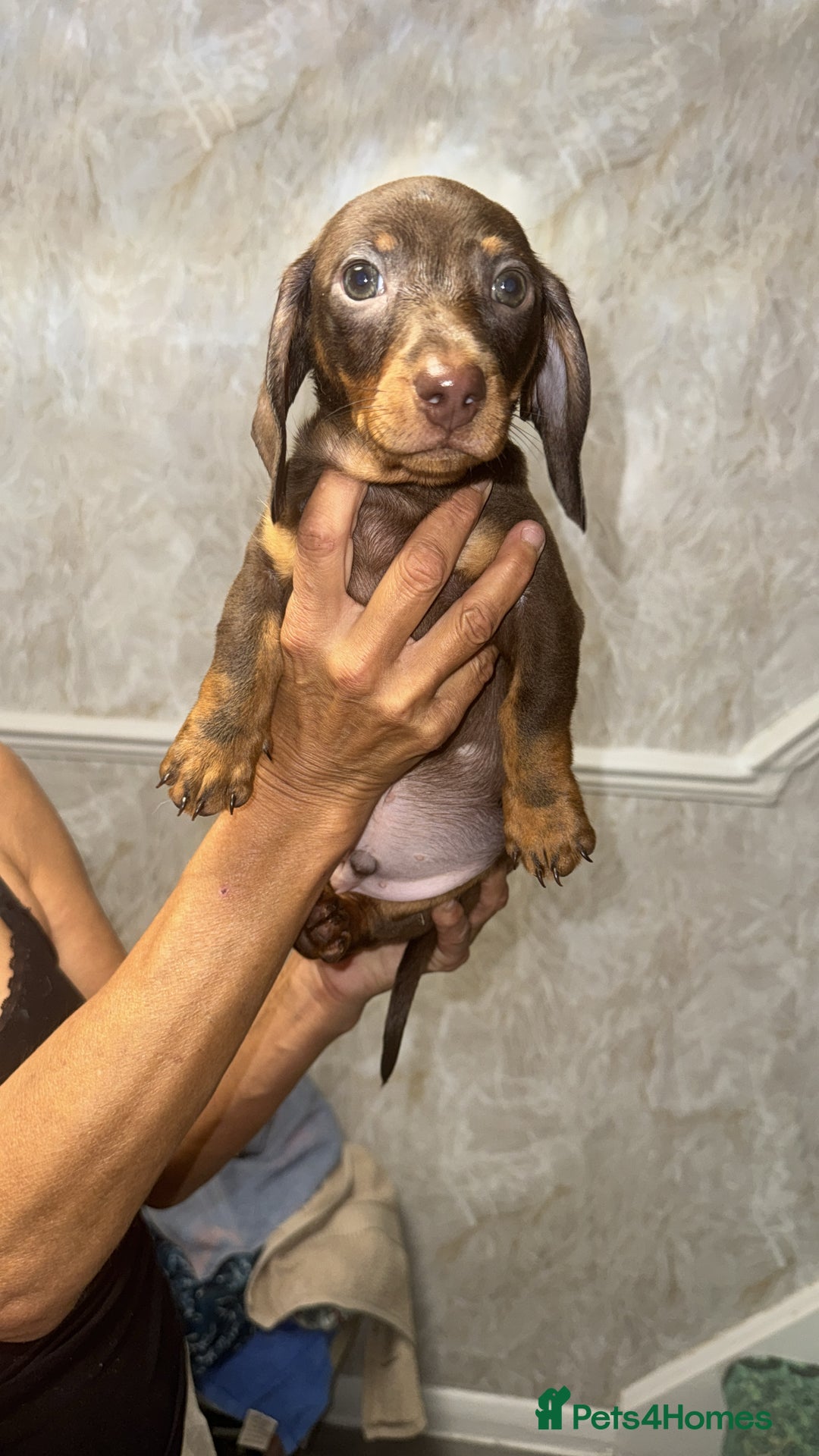 Miniature Dachshund dogs for sale: Two miniature dachshund puppys 💙💕  - Image 1