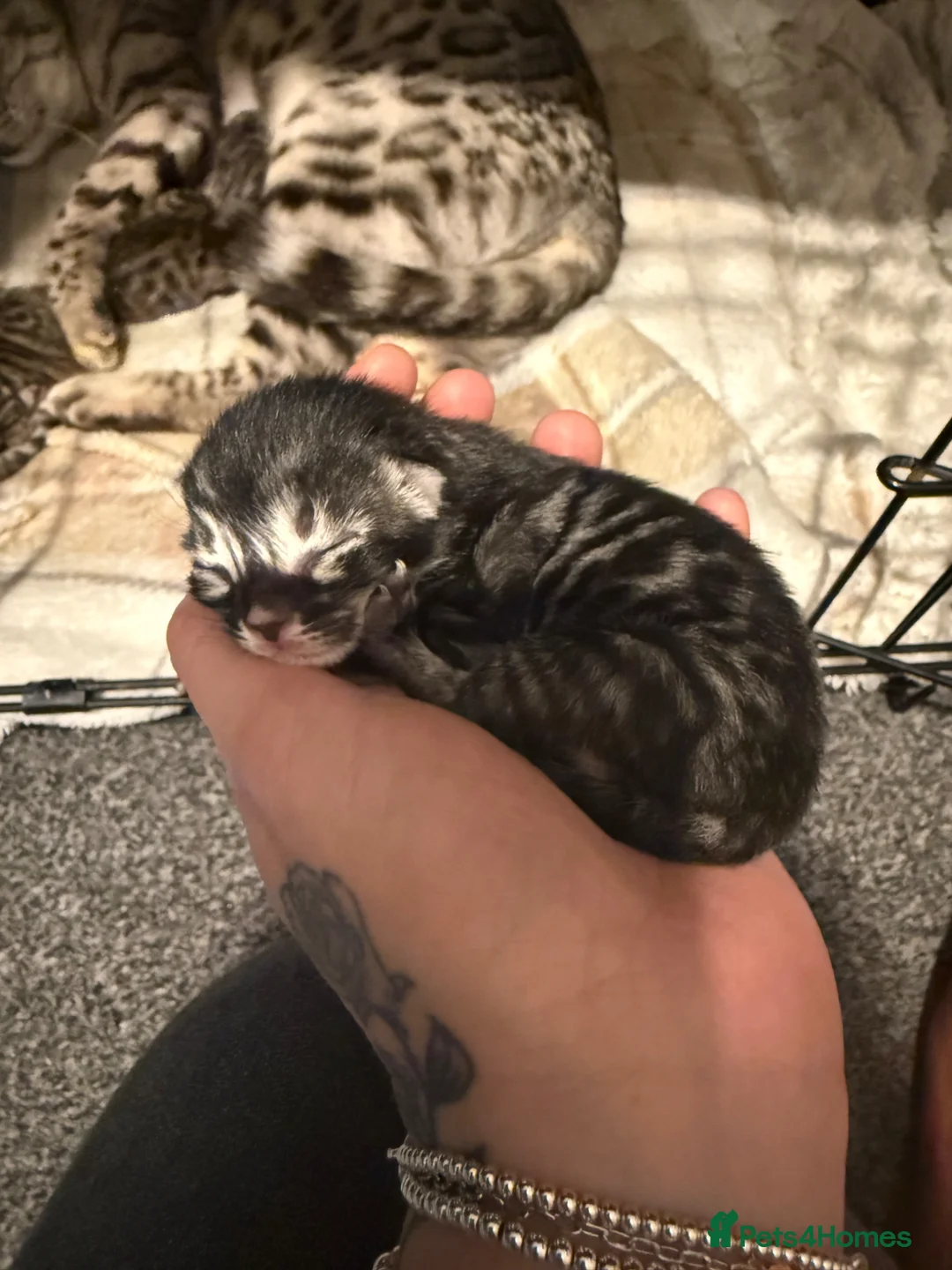 Mixed Breed cats for sale: Bengal/Maine Coon Kittens  in York - Advert 1