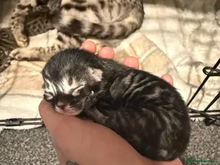 Mixed Breed cats Bengal/Maine Coon Kittens - Advert 1