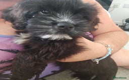 Mixed Breed dogs for sale: Shih tzu x cockerspaniel puppies  - Image 8