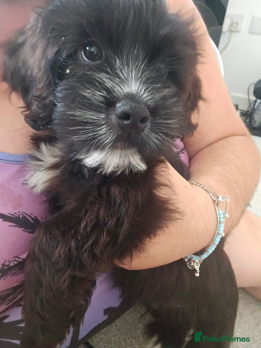 Mixed Breed dogs for sale: Shih tzu x cockerspaniel puppies  - Image 8