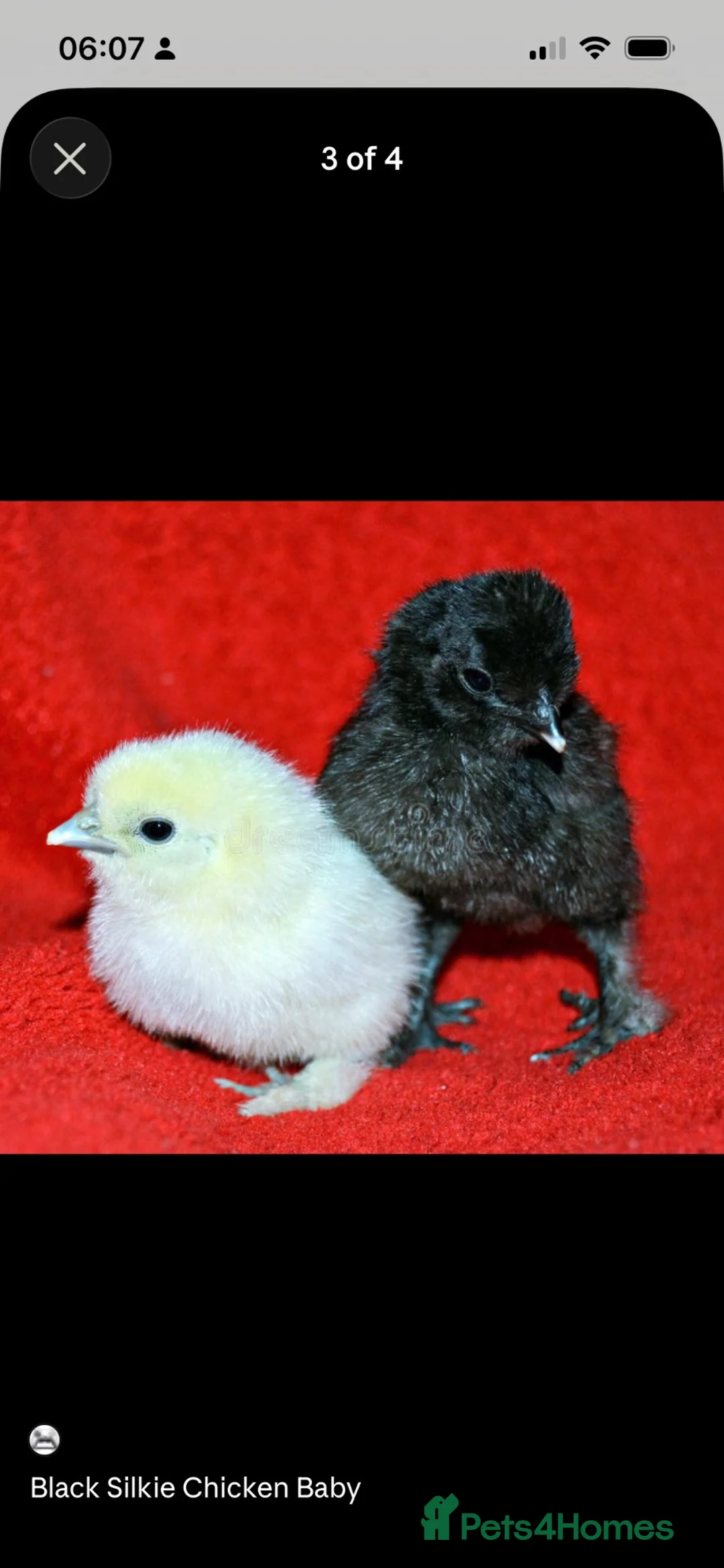 Chickens poultry for sale: 🐣 Silkie Bantam Chicks — Hatching Soon!  in Glasgow - Advert 1