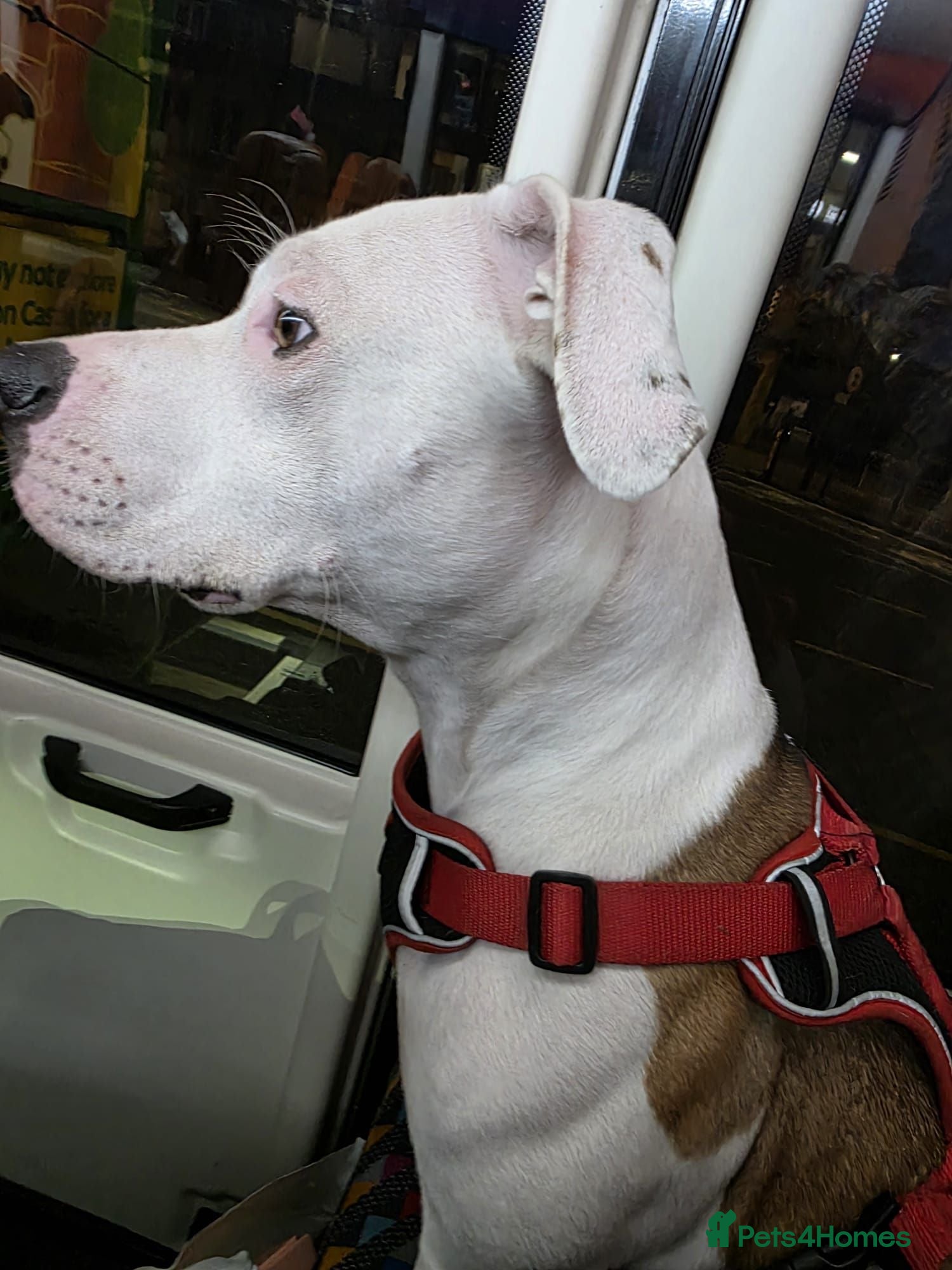 Mixed Breed dogs 2 male lurcher cross staff puppies  - Advert 2