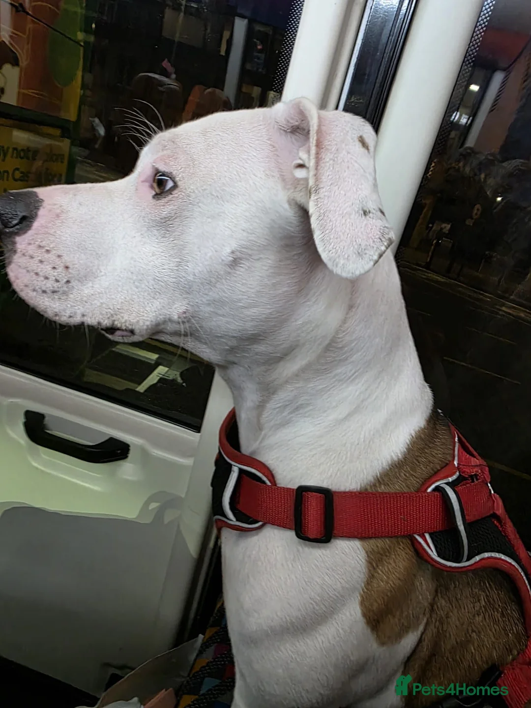 Mixed Breed dogs for sale: 2 male lurcher cross staff puppies  in Nelson - Advert 1