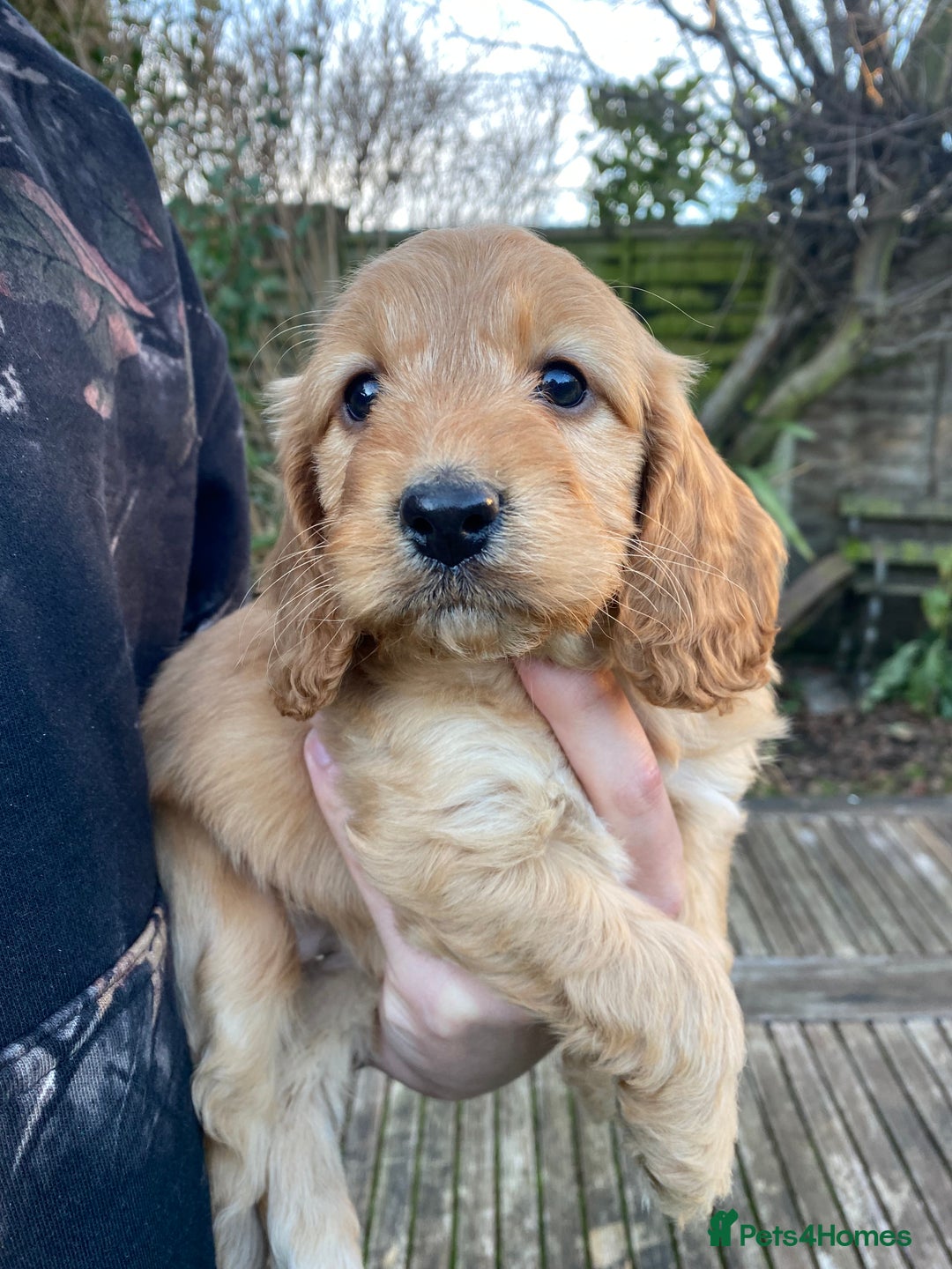 Cockapoo dogs for sale: F1 RED COCKAPOO GIRL. READY 15TH JAN. - Advert 5