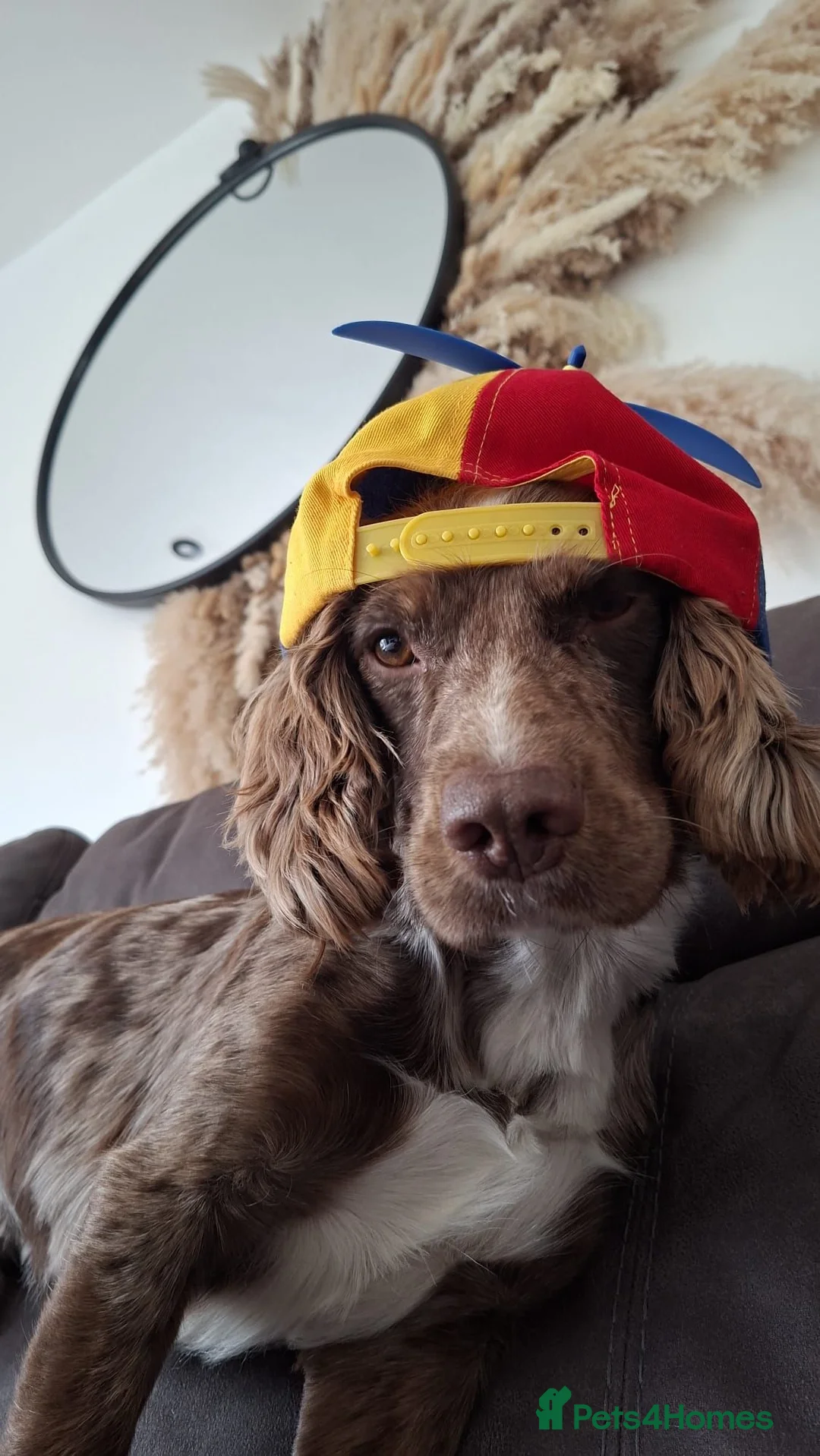 Cocker Spaniel dogs for stud: STUD working cocker spaniel  in Castleford - Advert 2
