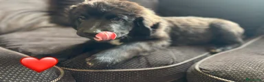 Jet
