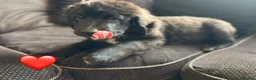 Mixed Breed dogs for sale: Gentle Cubs Fully Vaccinated & Ready For Walks - Advert 6