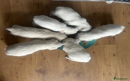 West Highland Terrier dogs for sale: Gorgeous West Highland White (Westie) Puppies - Image 22