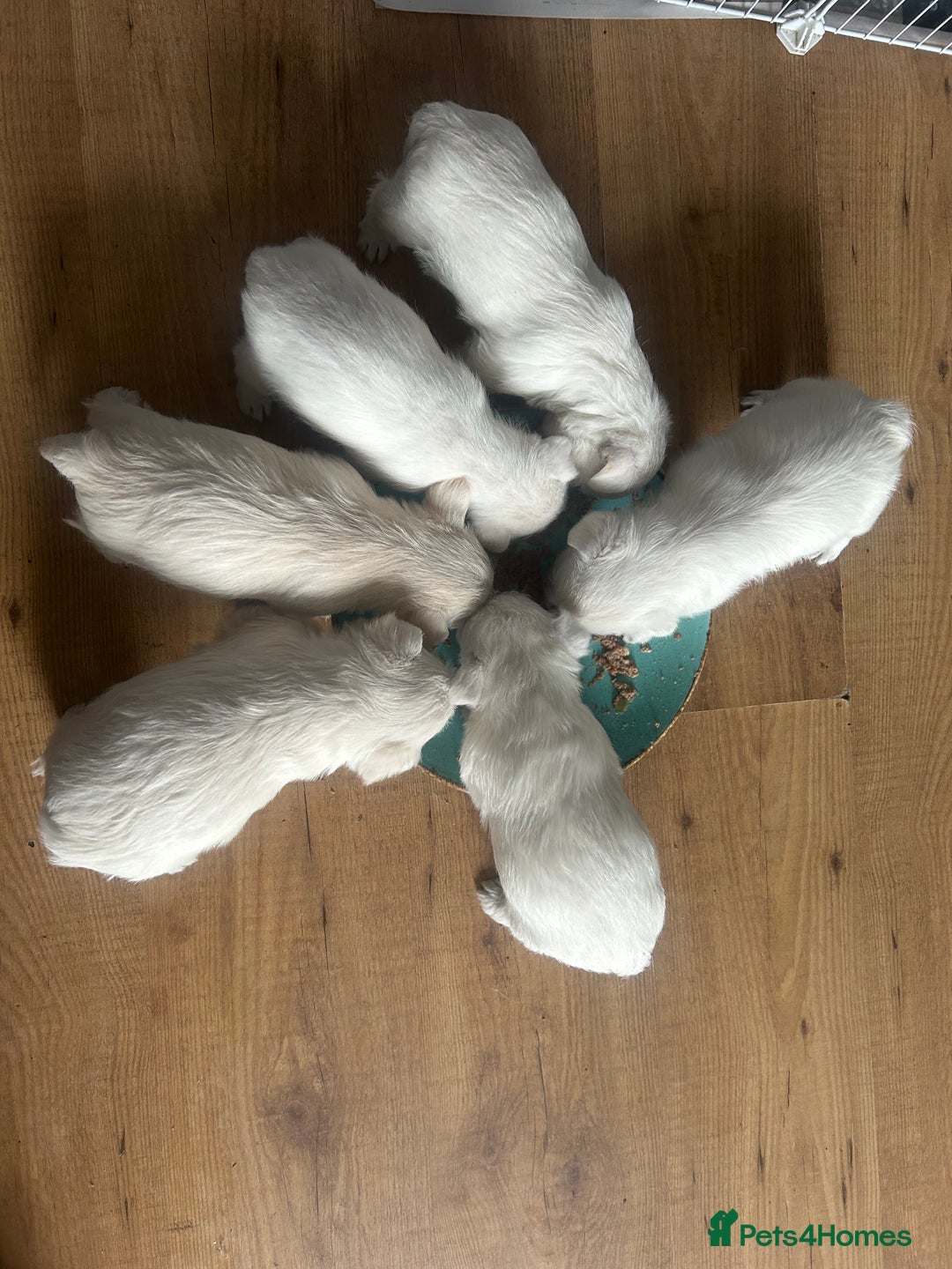West Highland Terrier dogs for sale: Gorgeous West Highland White (Westie) Puppies - Image 22