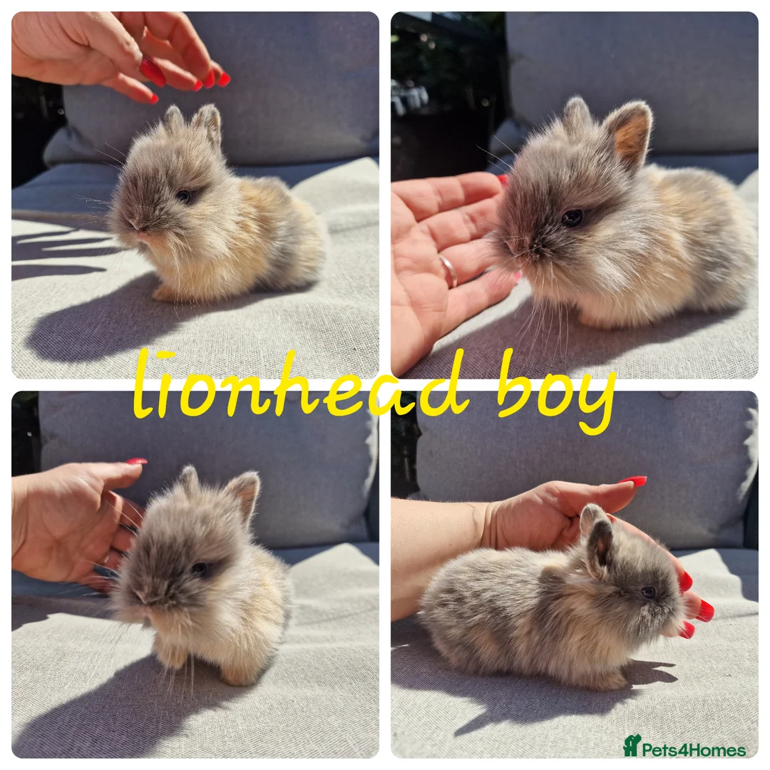 Lionhead rabbits for sale: Lionhead babies available for reserve  - Advert 2