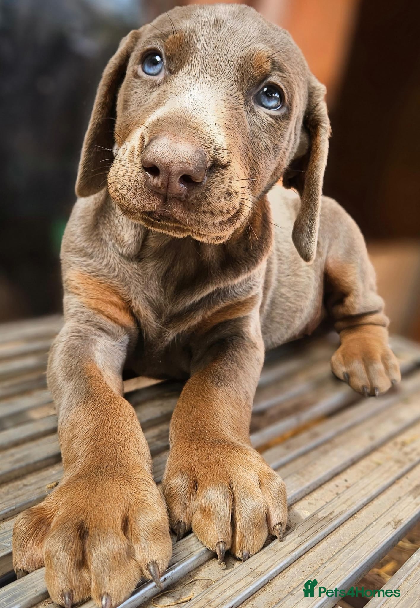 Dobermann dogs Dobermann pups International Champion Bloodline - Advert 1