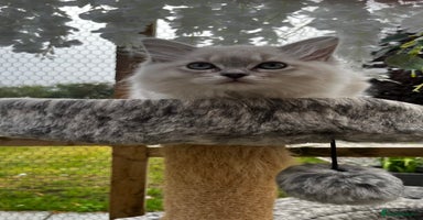 Ragdoll cats - Advert 13