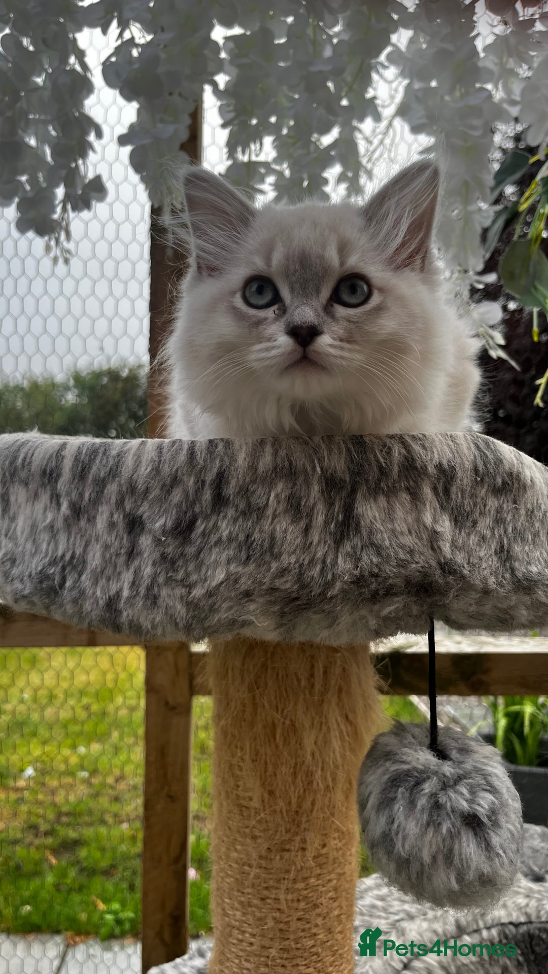 Ragdoll cats for sale: Beautiful ragdoll kittens - Image 3