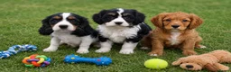 Cavapoo dogs for sale: COCKERLIERPOO puppies for sale - Advert 1