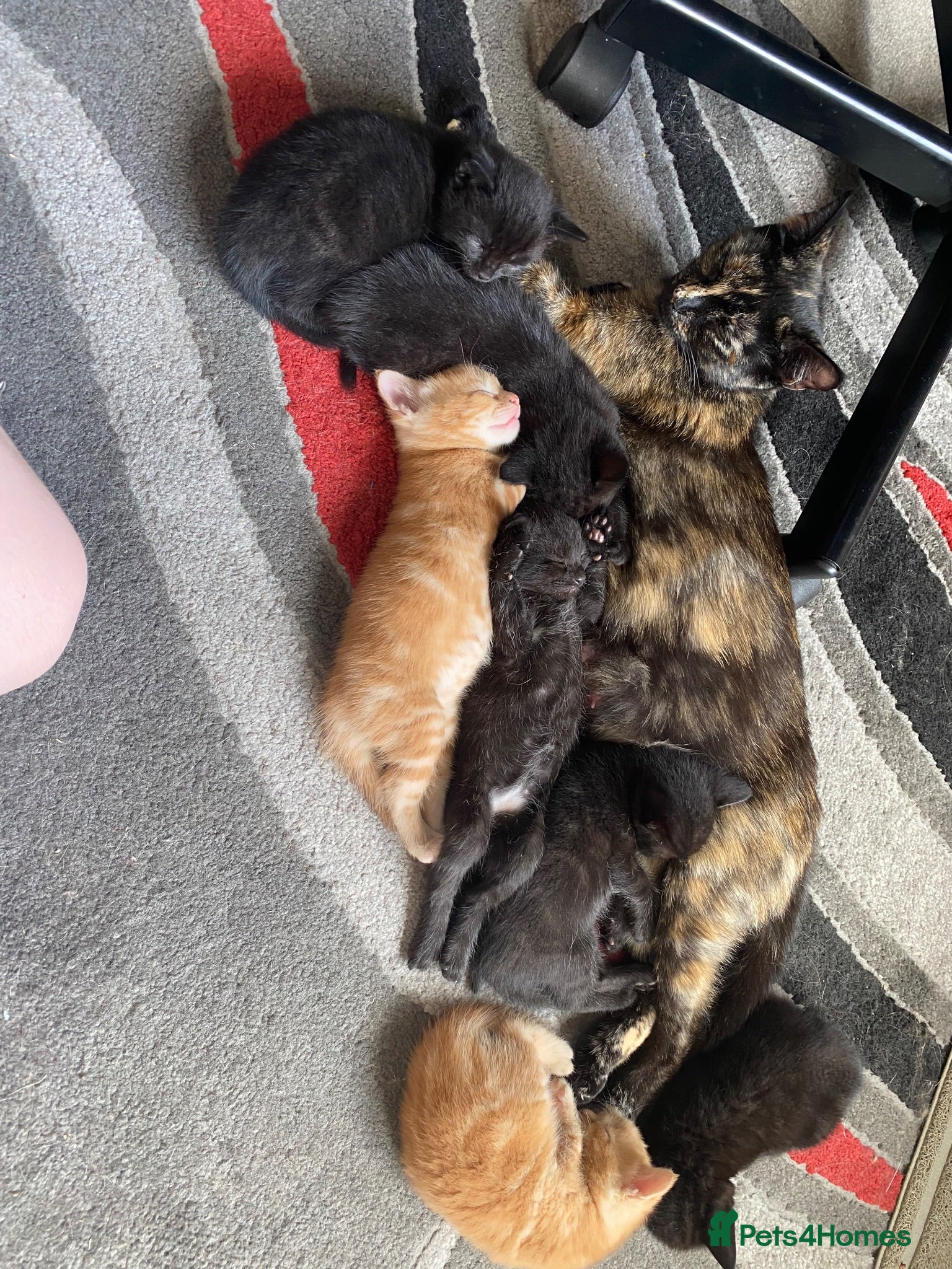 Mixed Breed cats Cute Little Kittens Available Now  - Advert 5