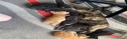 Mixed Breed cats for sale: Cute Little Kittens Available Now  - Advert 1