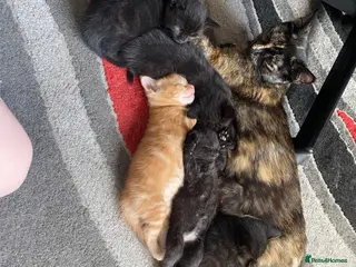 Mixed Breed cats Beautiful Black Kittens - Unique White Markings - Advert 4