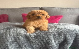 Cockapoo dogs for sale: Stunning F1B Cockapoo puppies - Image 2