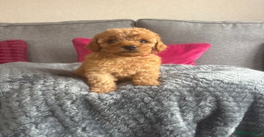 Cockapoo dogs - Advert 5