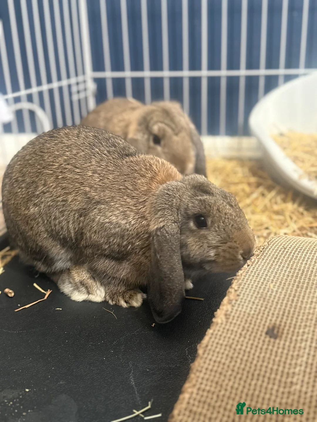 Mixed Breed rabbits for sale: 2 baby girl bunnies  in Sowerby Bridge - Advert 2