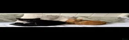 Mixed Breed cats for sale: Rehoming  in Eastbourne - Advert 4
