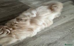 Morkie dogs for sale: Morkie puppies  - Image 14