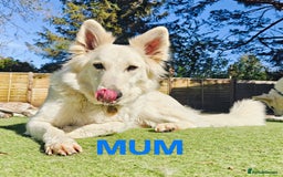 White Swiss Shepherd dogs for sale: KC Reg long-coat White Swiss Sheperd pups for sale - Image 5