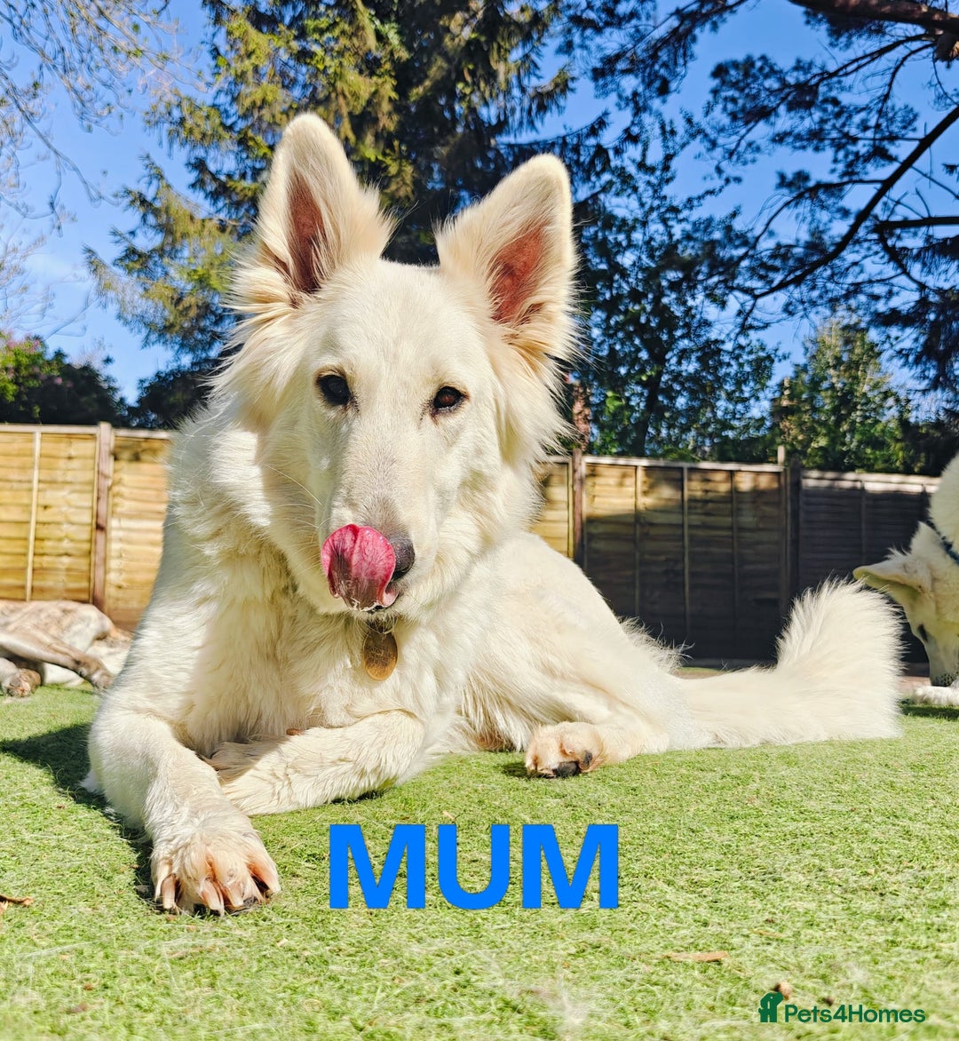 White Swiss Shepherd dogs for sale: KC Reg long-coat White Swiss Sheperd pups for sale - Image 5