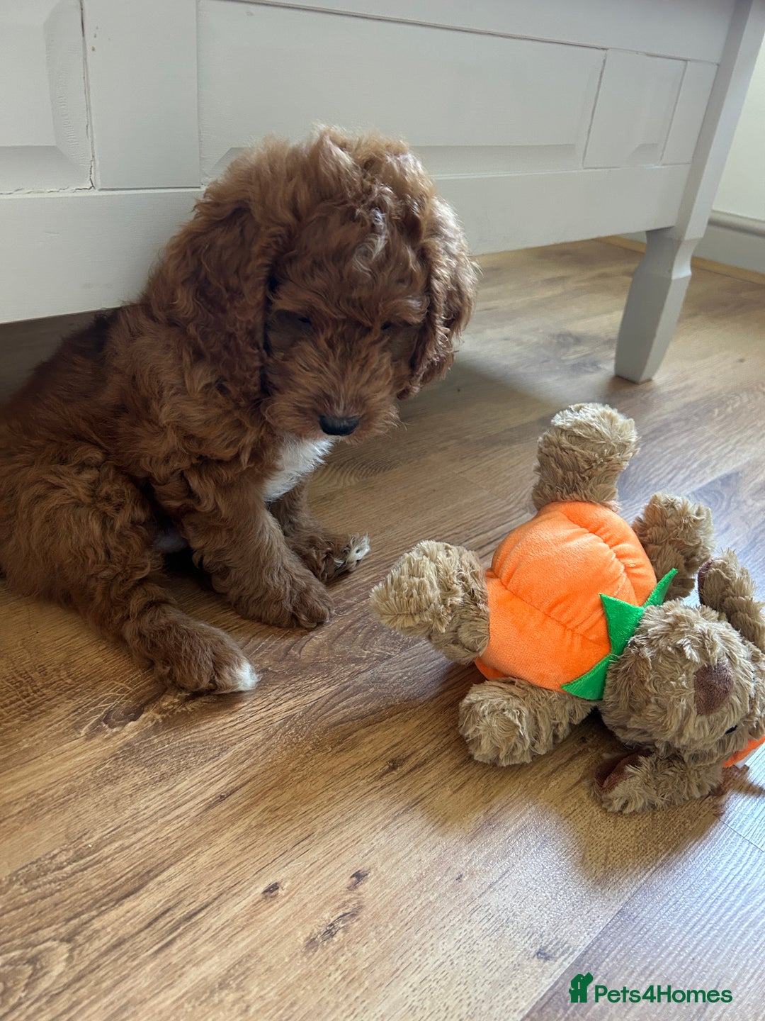 Cockapoo dogs for sale: Toy Cockapoo  - Image 10