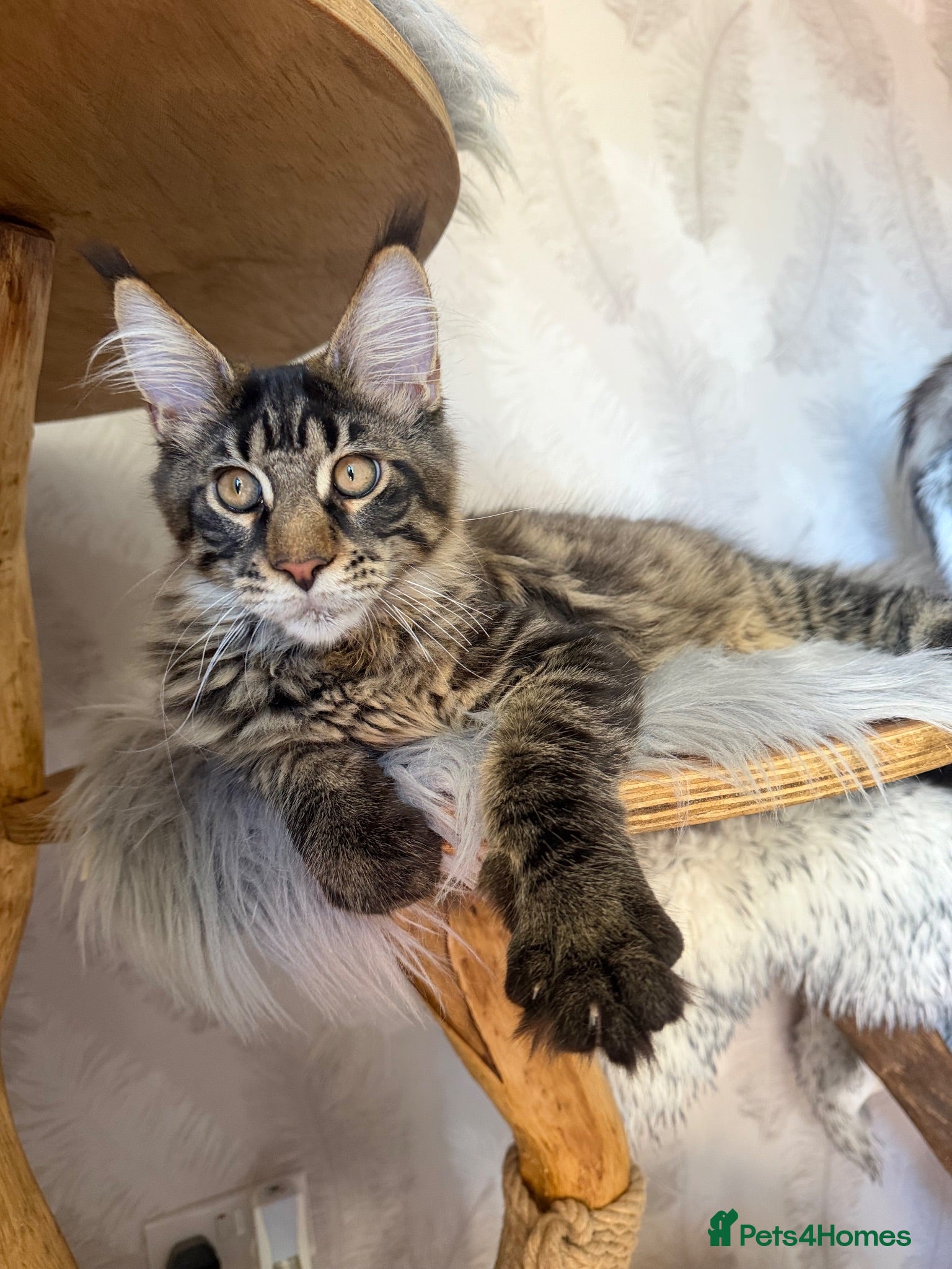 Maine Coon cats XL TICA registered Maine Coon kitten - Advert 1
