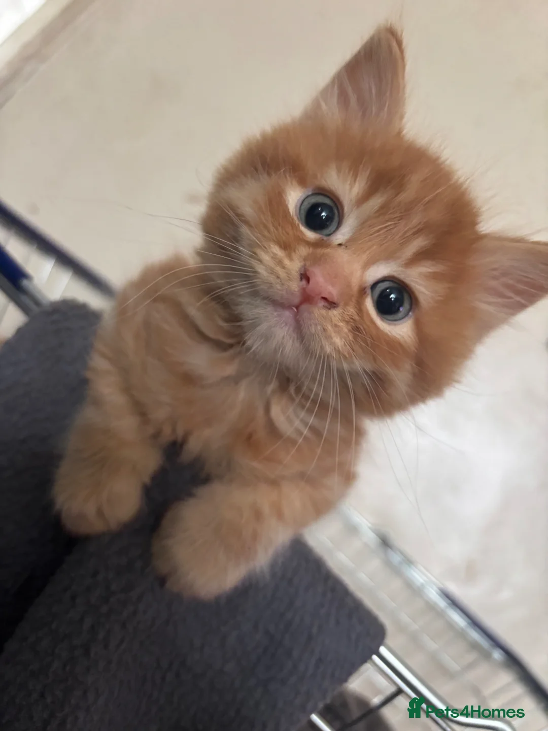 Domestic Shorthair cats for sale: 9 week old ginger kittens 2 boys and a girl  - Advert 14