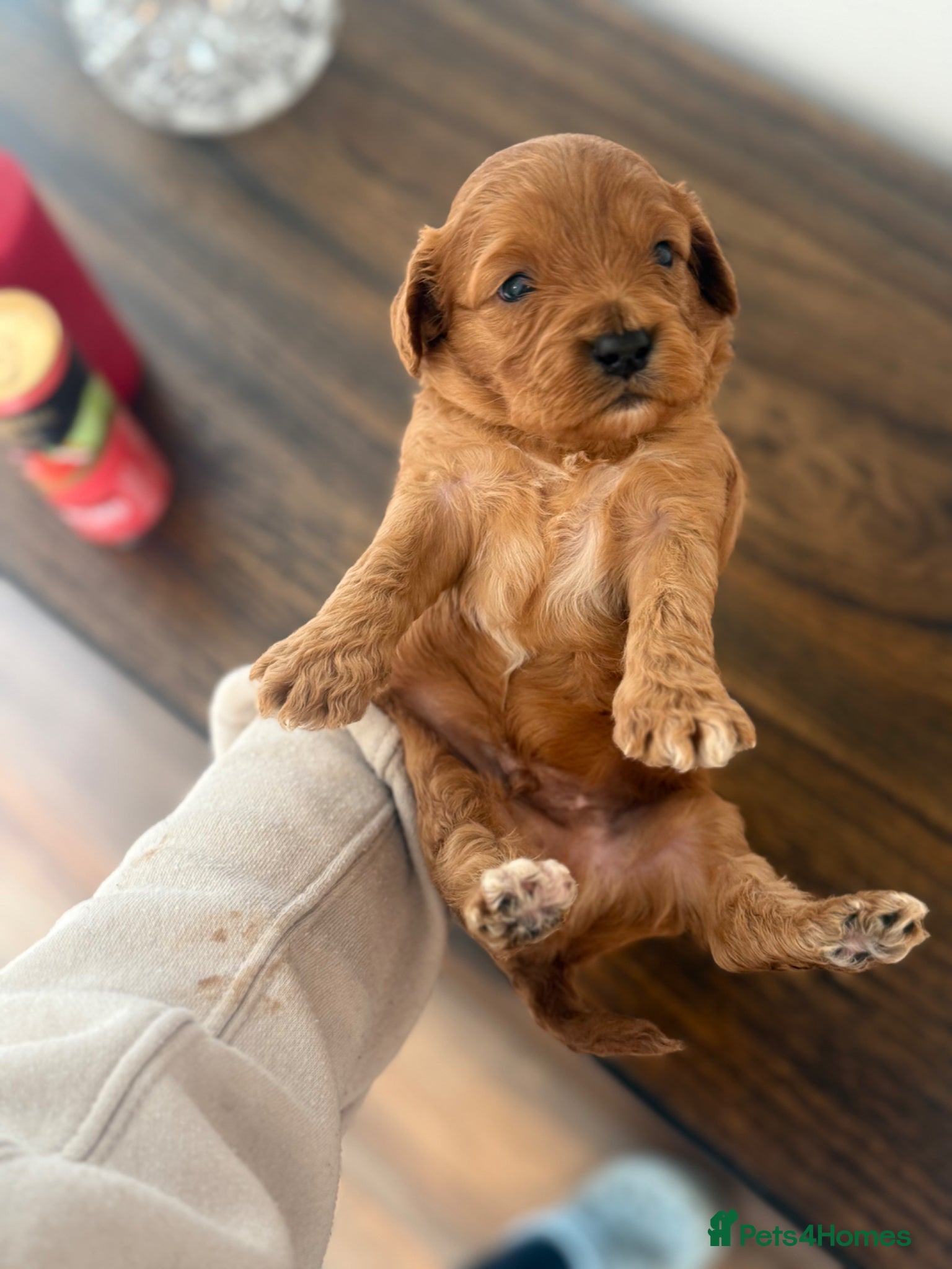 Cavapoo dogs Extensively health tested cavapoos - Advert 5