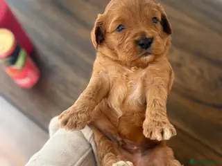 Cavapoo dogs Extensively health tested cavapoos - Advert 9