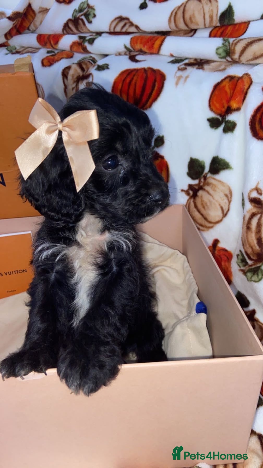 Cockapoo dogs Cockapoos  - Advert 11