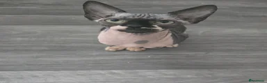 Sphynx 6