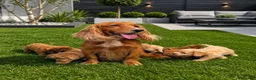 Cockapoo dogs for sale: F1 Cockapoos (council licensed breeder  - Advert 20
