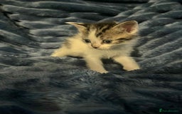 Domestic Shorthair cats for sale: 4 beautiful kittens  - Advert 5