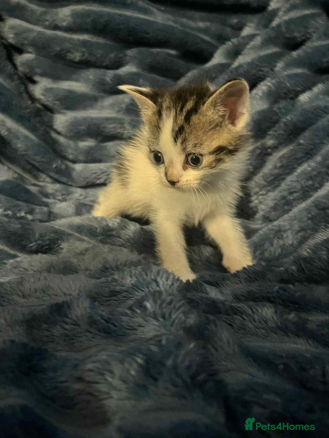 Domestic Shorthair cats for sale: 4 beautiful kittens  - Advert 5