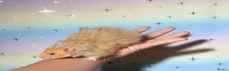 Hamster rodents for sale: STUNNING TAME PEDIGREE SYRIAN HAMSTERS - Advert 6