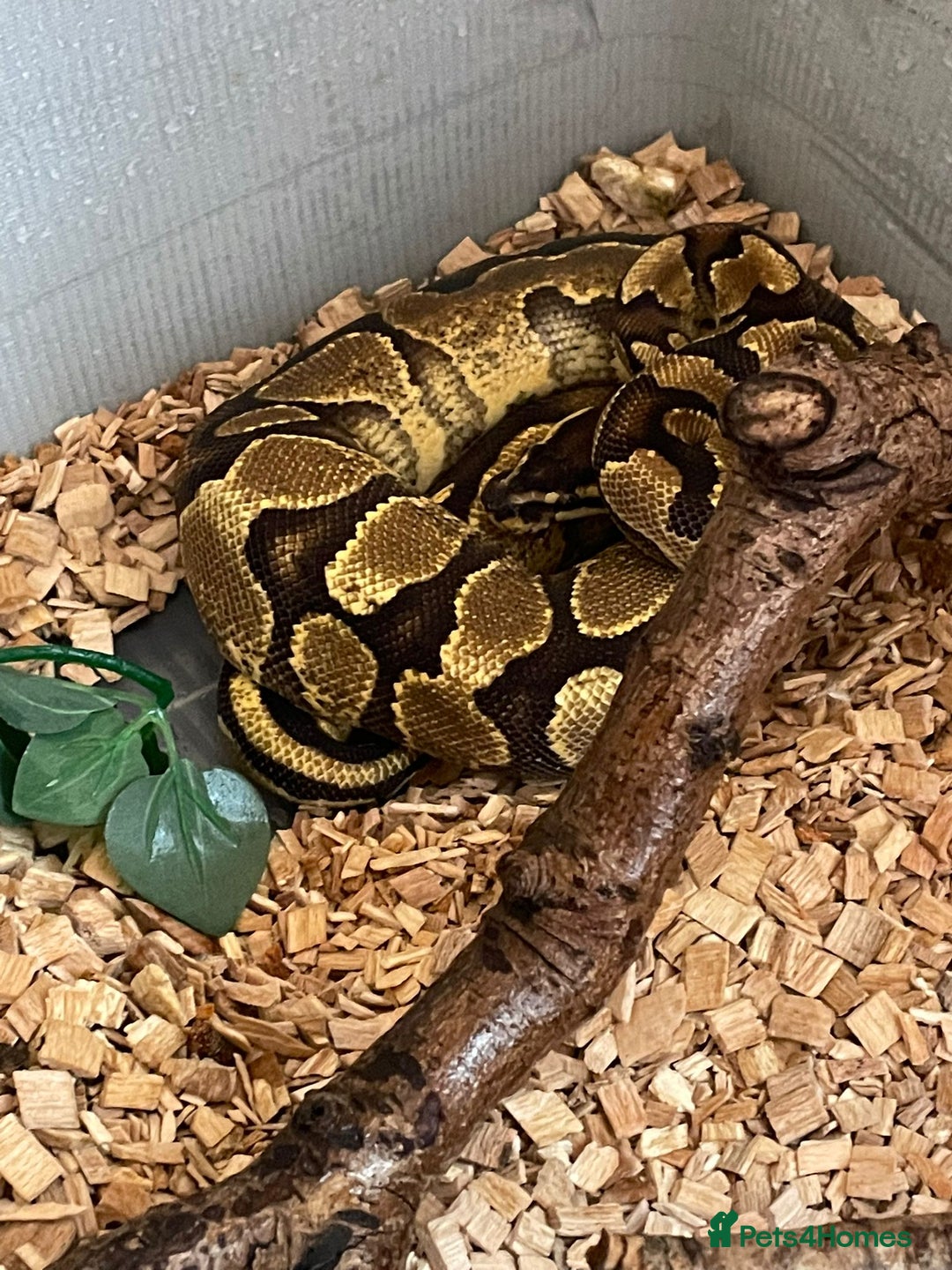 Python Snake reptiles for sale: Female ball python - Image 2
