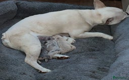 French Bulldog dogs for sale: French Bulldog Puppies – Beautiful, Rare Colours - Image 11