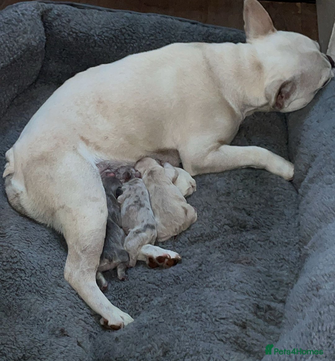 French Bulldog dogs for sale: French Bulldog Puppies – Beautiful, Rare Colours - Image 11
