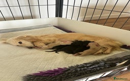 Miniature Dachshund dogs for sale: Miniature L/H Cream and Brindle puppies  - Image 5
