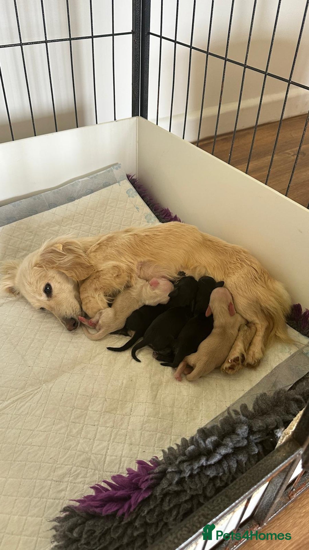 Miniature Dachshund dogs for sale: Miniature L/H Cream and Brindle puppies  - Image 5