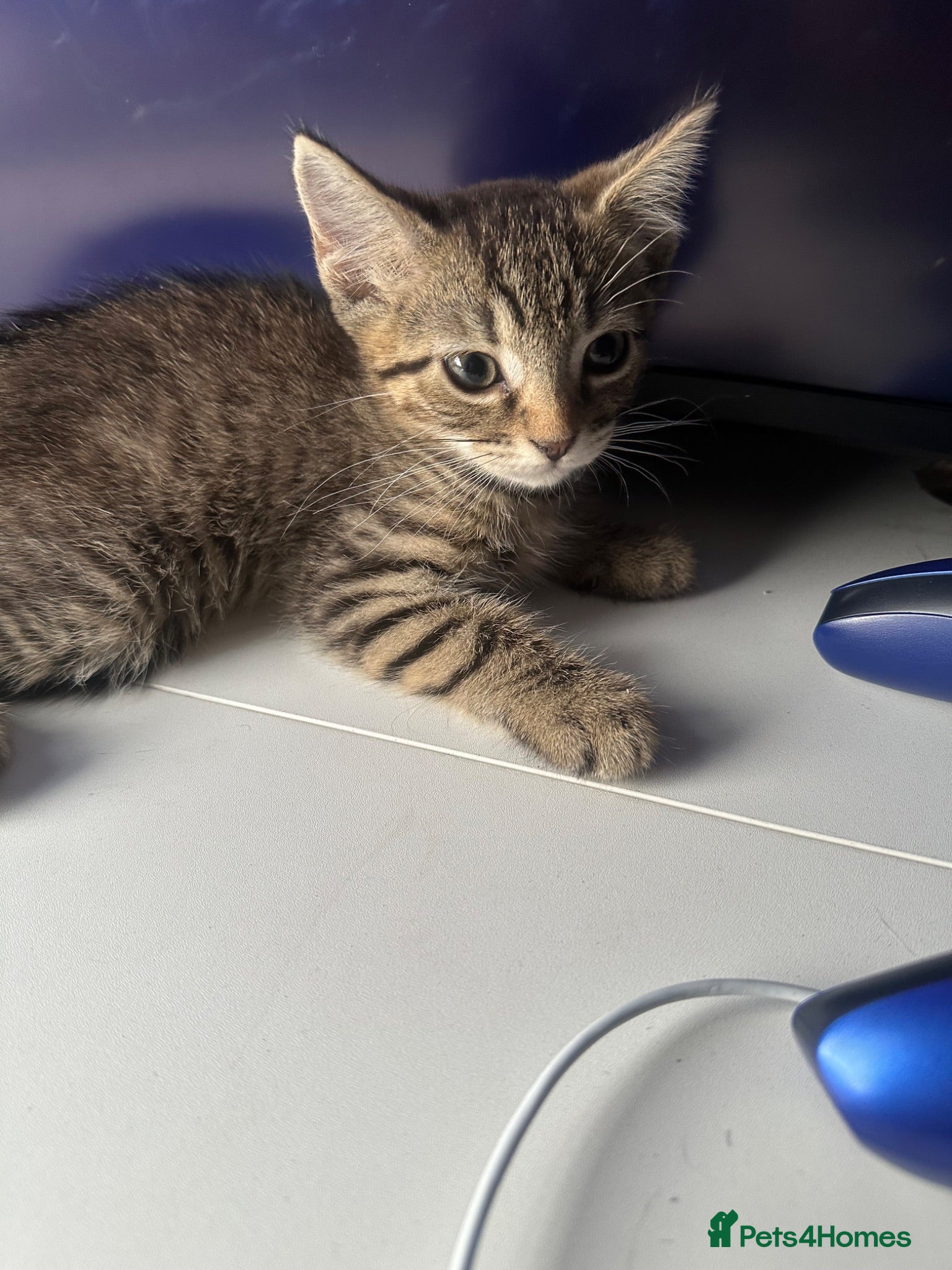 Domestic Shorthair cats 2 beautiful kittens looking for a loving home 🫶. - Advert 3